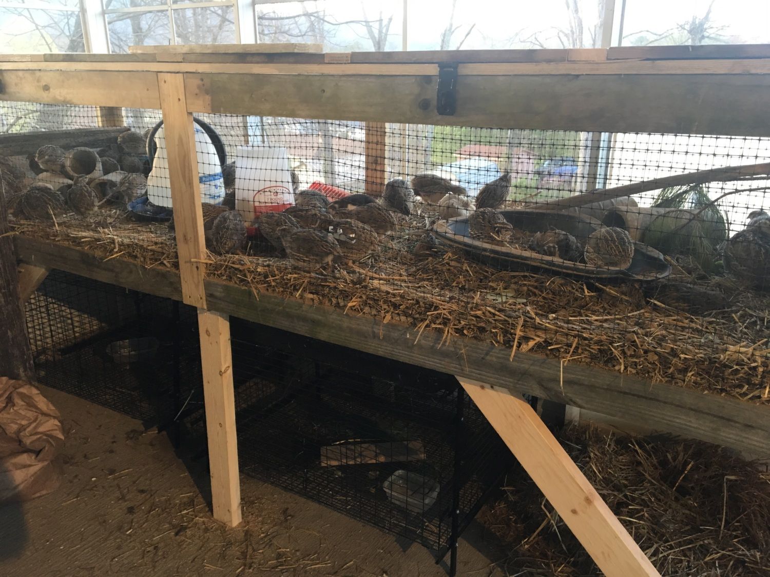 Show your quail setup! BackYard Chickens Learn How to Raise Chickens