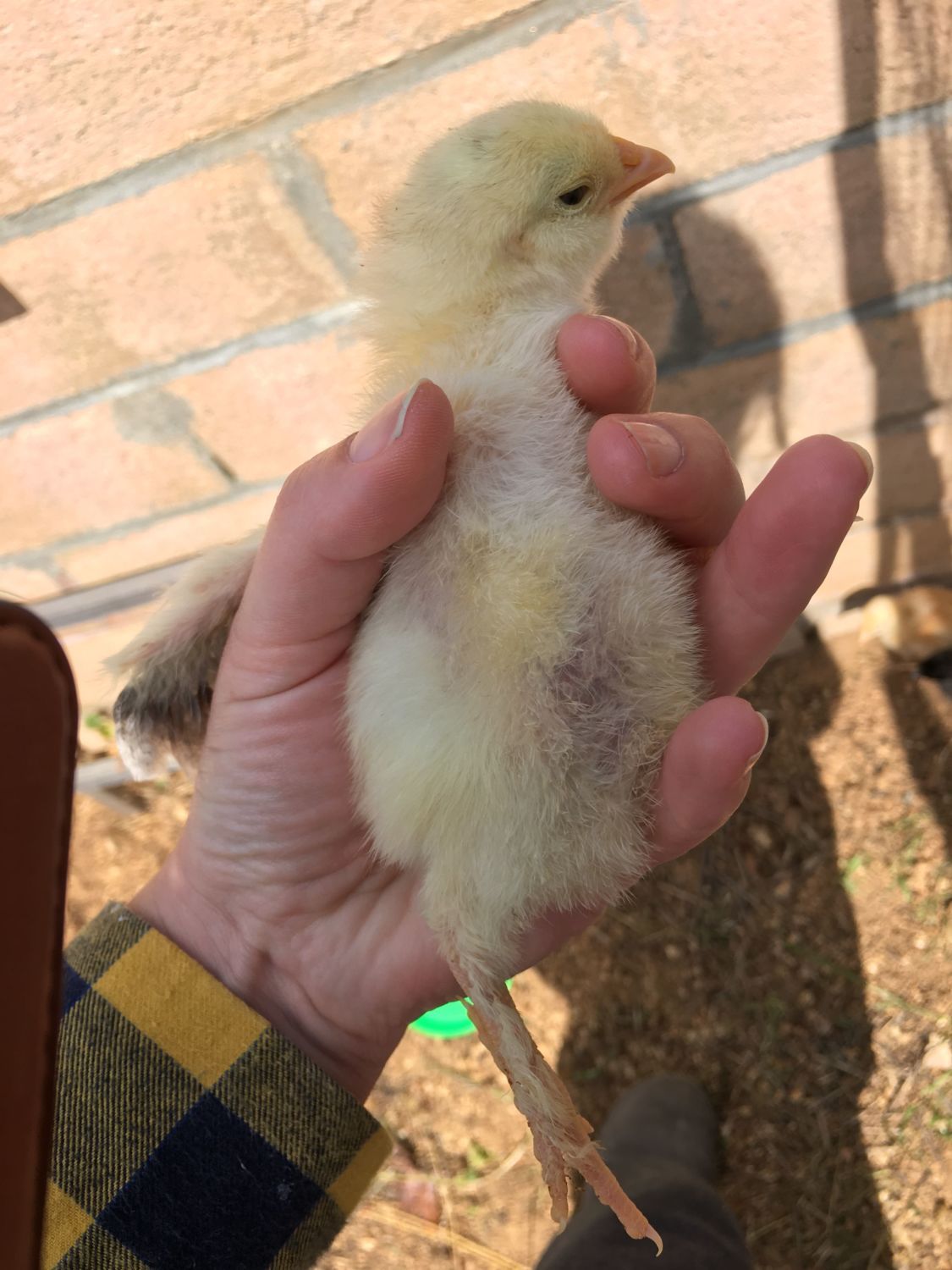 Distended Belly in Baby Chick? Help! BackYard Chickens Learn How to