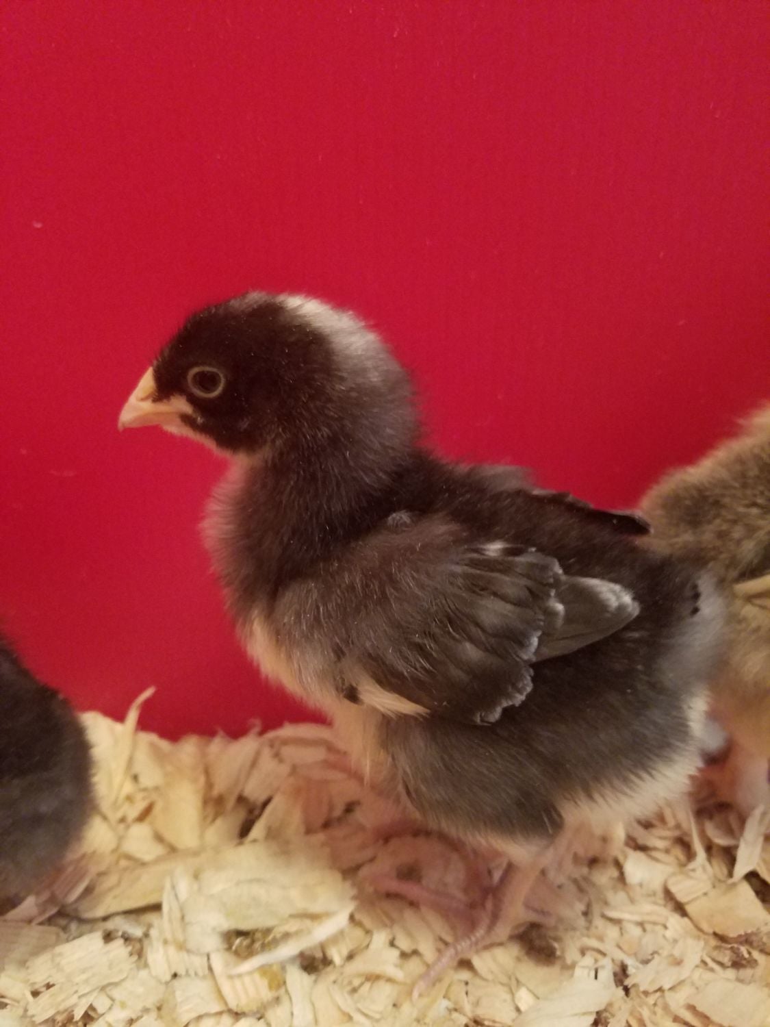 Wing/feather sexing chicks... BackYard Chickens Learn How to Raise