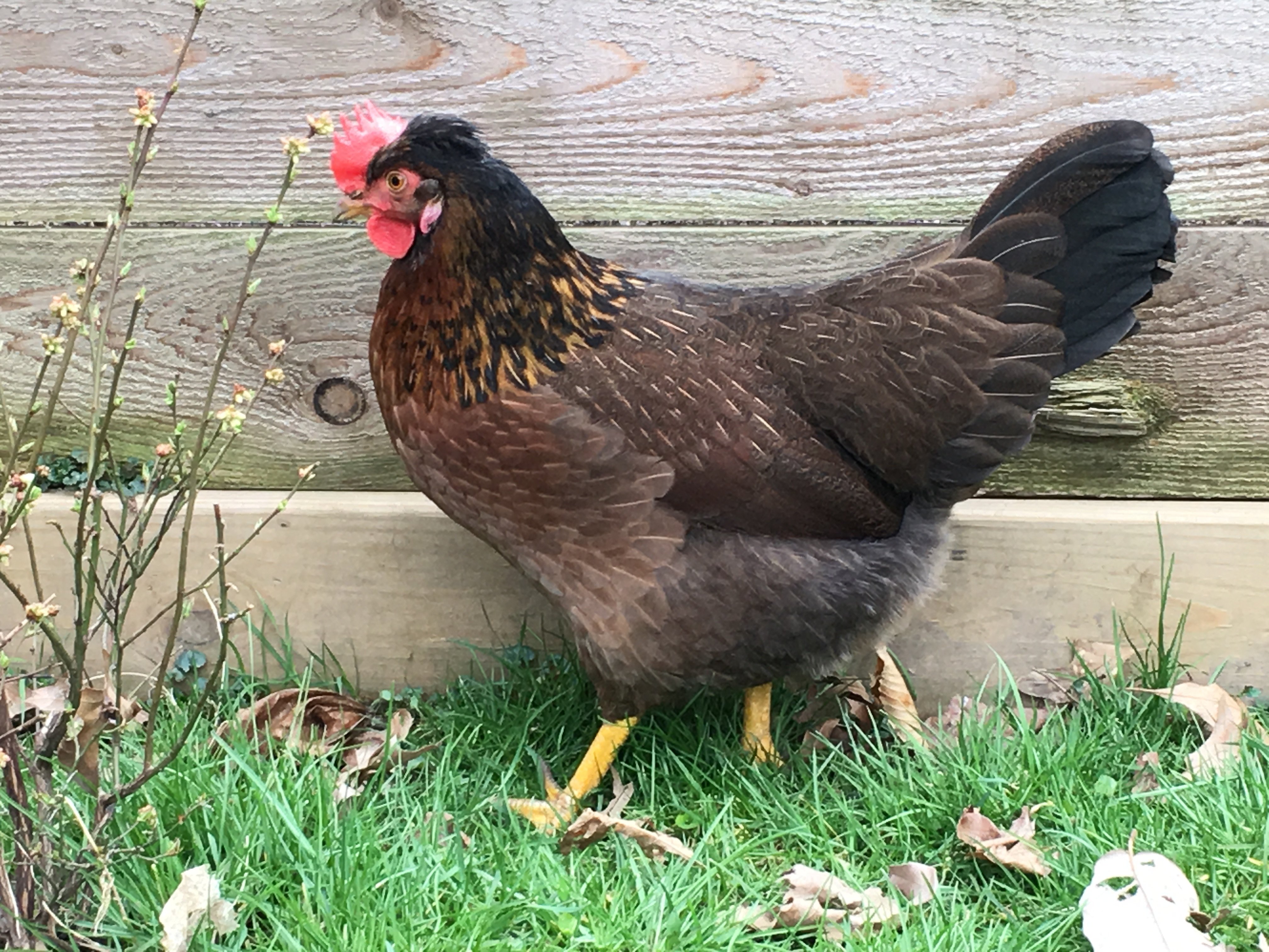 The Olive-Egger thread! | Page 1079 | BackYard Chickens - Learn How to ...