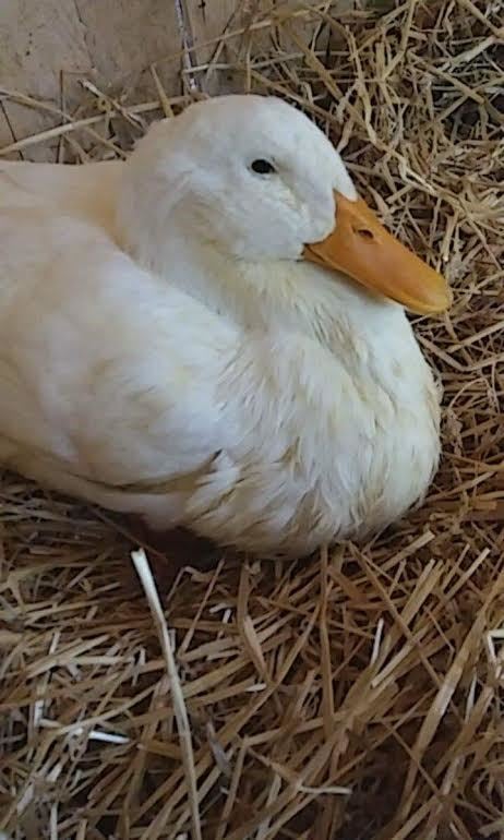 duck vet near me