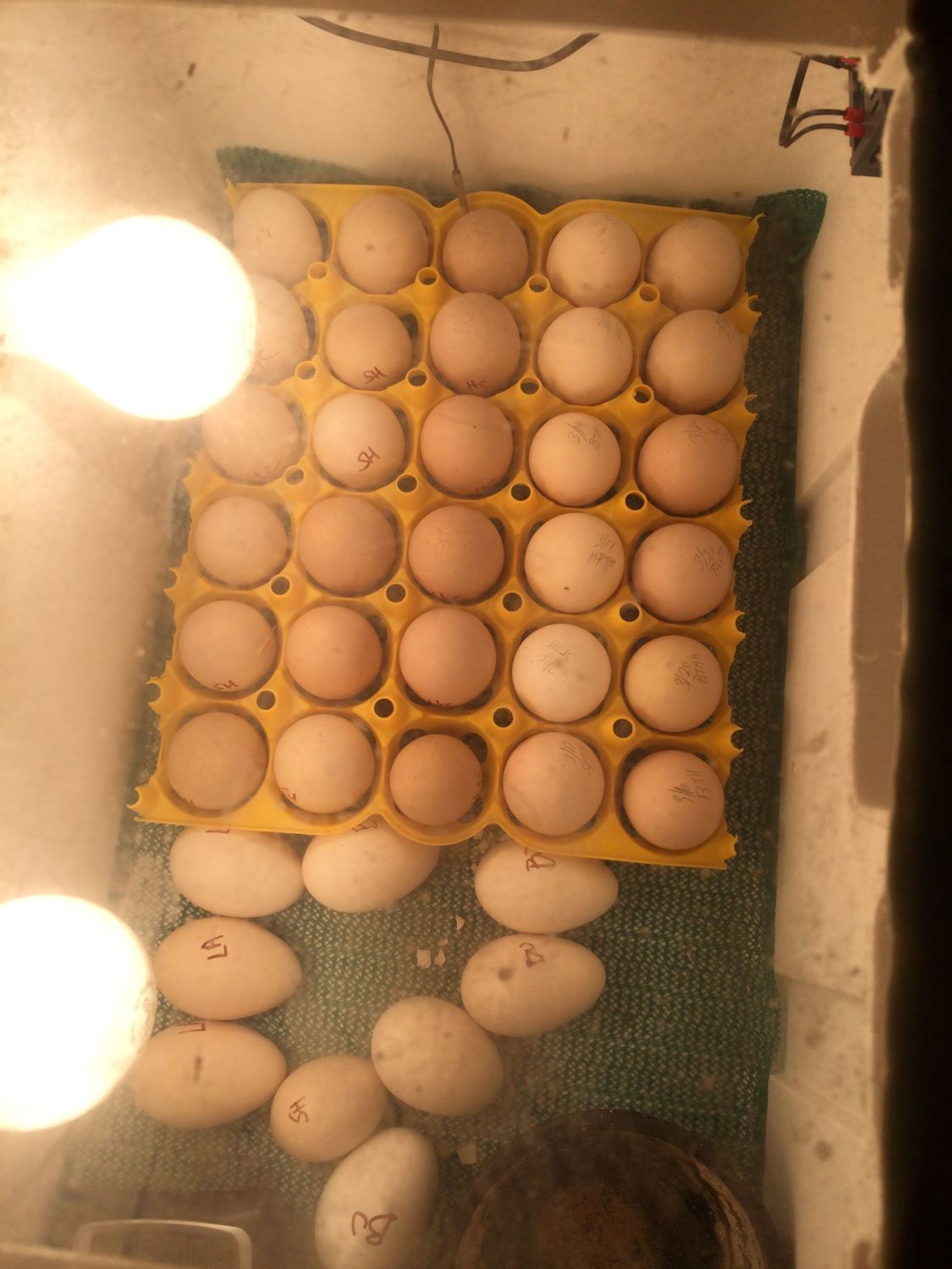 700