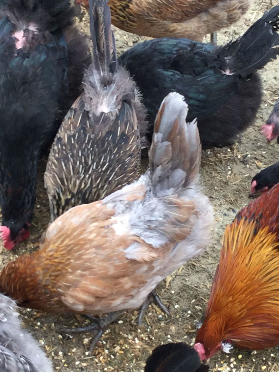 Lice and Mites - Pictures | Page 2 | BackYard Chickens ...