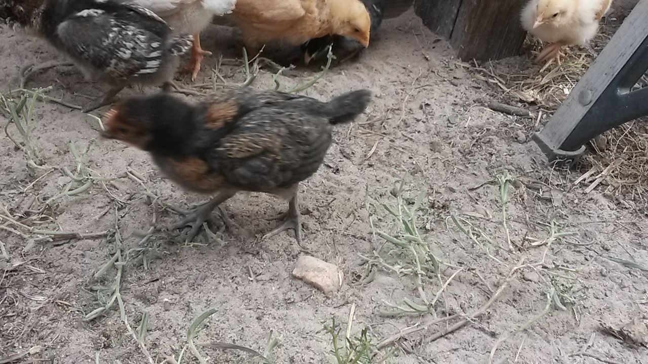 Black Sex Link Gender Backyard Chickens Learn How To Raise Chickens