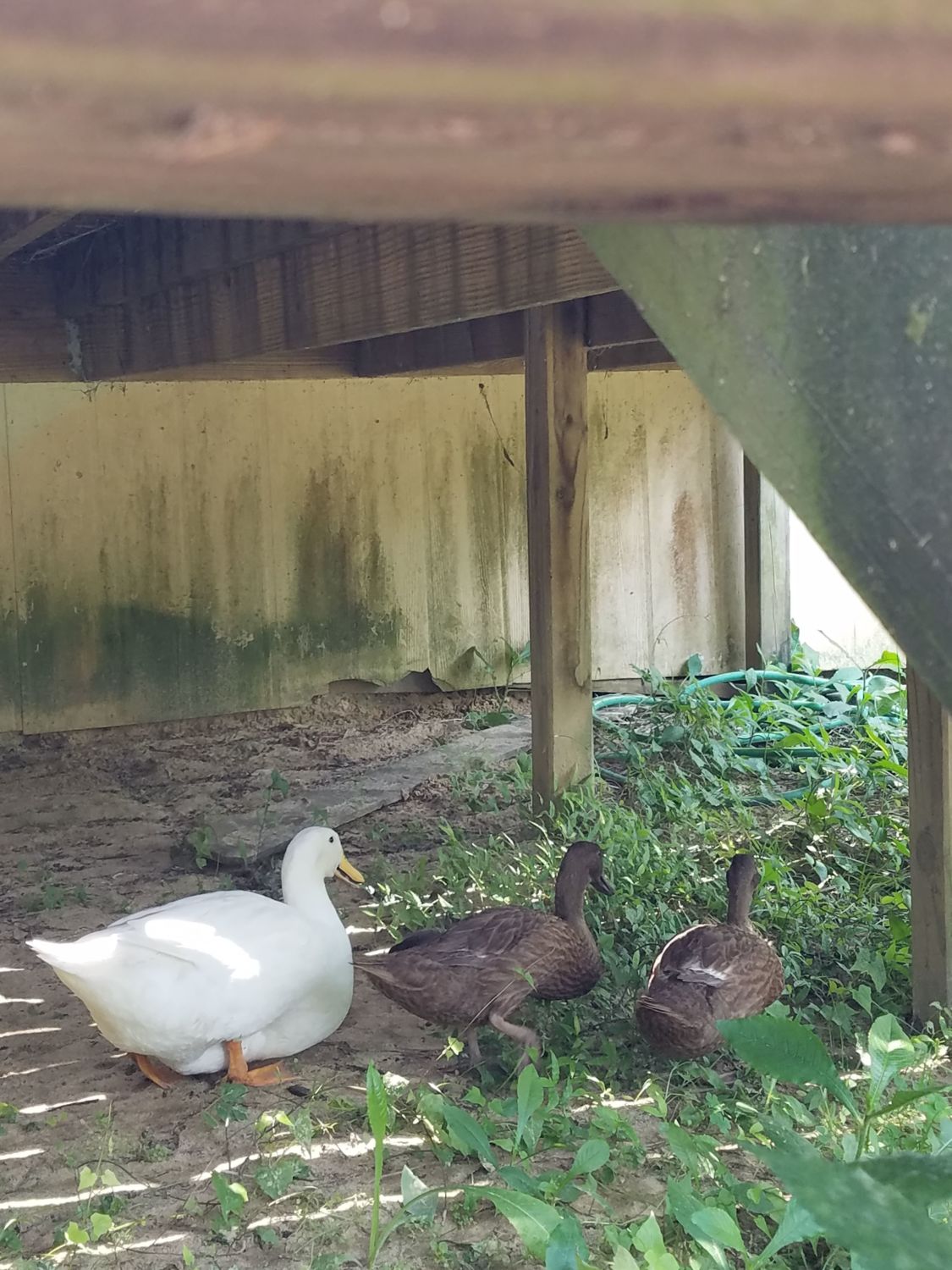 Duck Feed Nutrition Questions | BackYard Chickens - Learn How to Raise