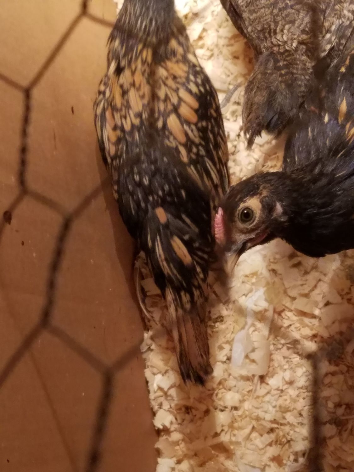 Got mixed straight run bantam chicks from Tractor Supply. BackYard Chickens Learn How to