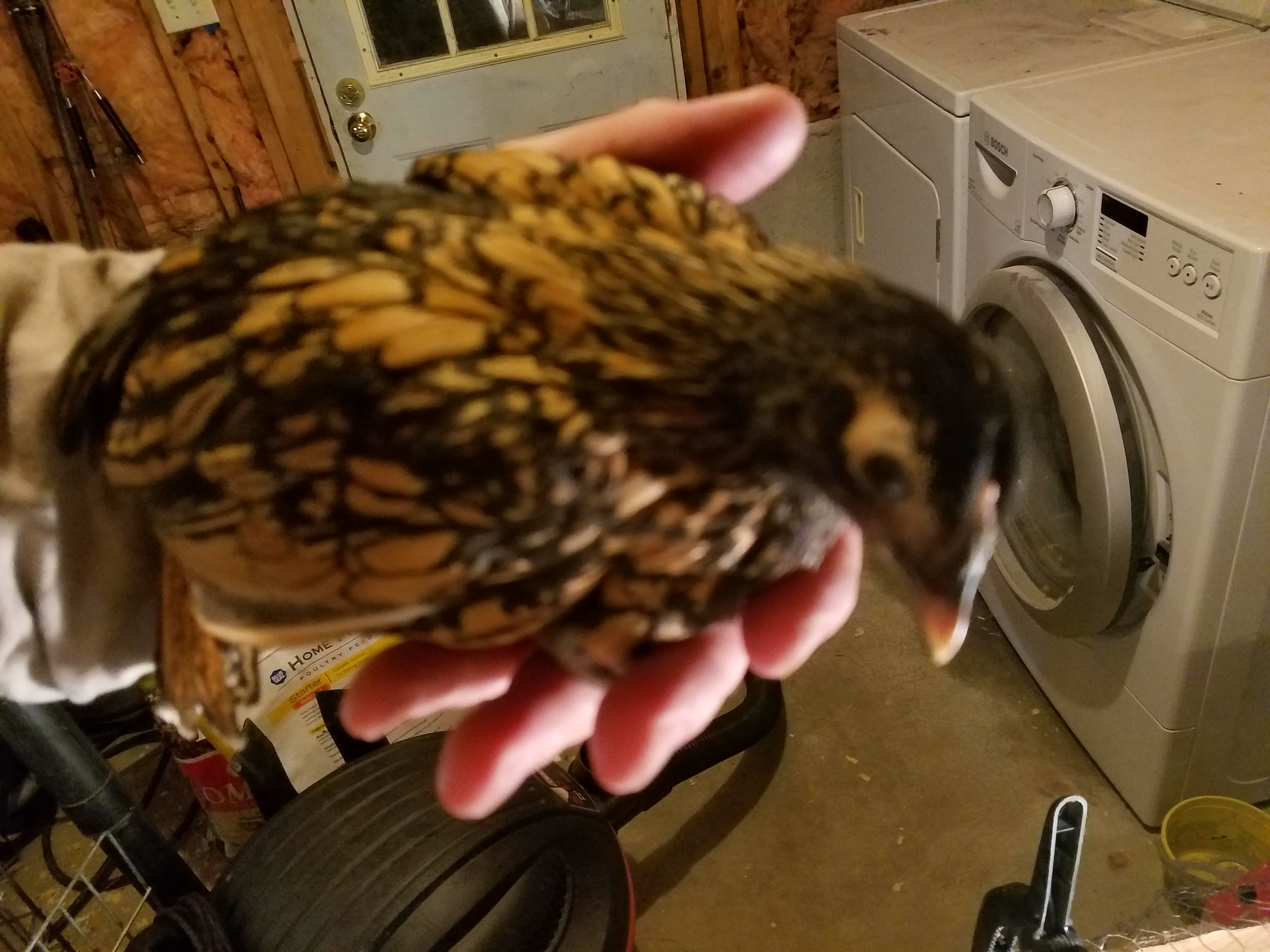 Got mixed straight run bantam chicks from Tractor Supply. BackYard Chickens Learn How to