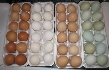 Chicken Egg Color Chart