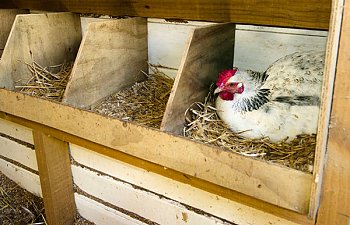 Chickens getting ready to lay . BackYard Chickens