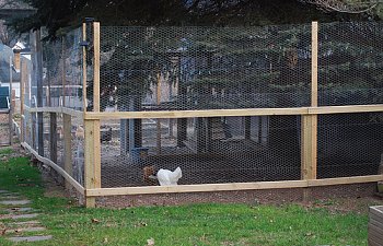 How to Build Solar Fence to Protect Free-Range Chickens 