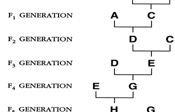 Chicken Genetics Chart