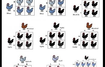 Chicken Color Genetics Chart