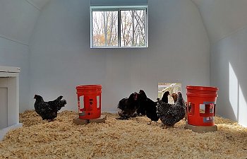 Featherdust Flock Retrofit Shed Coop Backyard Chickens