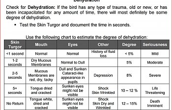 Broiler Chicken Medicine Chart