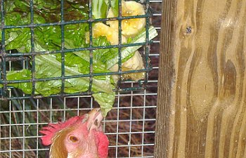 chicken treat chart the best treats for backyard chickens gallery chicken treat chart