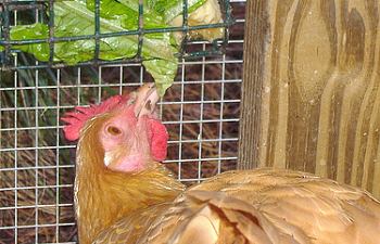 chicken treat chart the best treats for backyard chickens backyard chicken treat chart