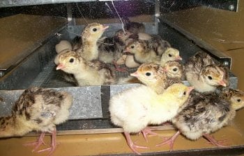 Brooding and Raising Turkey Poults