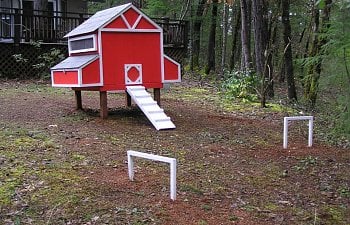birdcoop4.jpg
