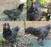 CHICK6.jpg