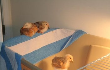 85068_img_2341.jpg