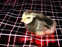 secondgenfirsthatchbabychick2dec2016_by_slayersyrena-dat4vb3.jpeg