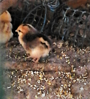 chicks4b.png