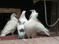 Pigeon offspring.jpg