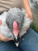 7 - pnkpnk - R - no tail - thumbalina.jpg