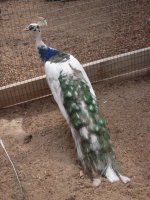 2 year old Silver Pied_2.jpg