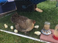 mama and chicks on grass3.jpg