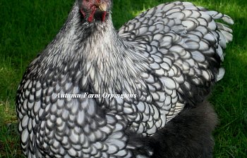 Silver Laced hen 03-21-14 044.JPG
