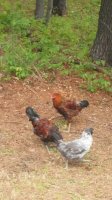 Heinlein, Jules and Flint the 3 amigo's.jpg