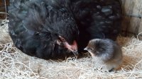 20170527_201947.jpg 20170527_201947.jpg