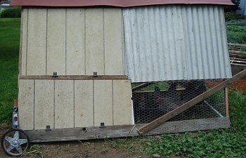 Scrappy Chicken Tractor