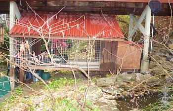 Raised Dog Kennel Coop