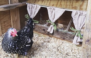 Pictures Of Chicken Nesting Boxes - How To Build A Nest Box