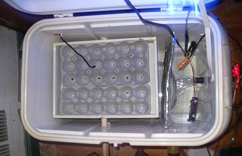 Build your own Incubator with the STC-1000