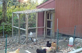 5764_chicken_coop_004.jpg