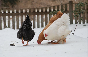 Sydney13s Chicken Coop