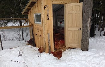 Backyard chicken bliss
