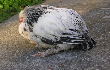 Possible clinical signs of non respiratory bacterial diseases of poultry