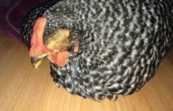 Poultry Diseases 3