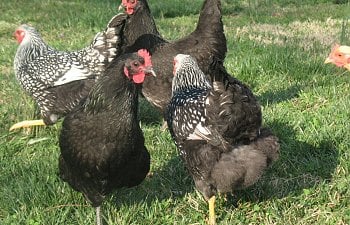 A Couple Chicken Problems And How To Fix Them