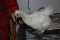 Yeti 2.JPG