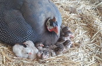 Introduction to Keeping Guinea Fowl