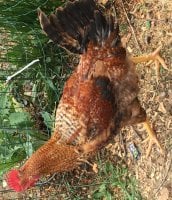 Red Rooster.JPG