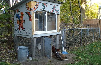 Chicken Hipster Loft