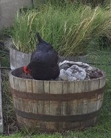 20170528_194148.jpg