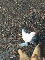 image.jpeg