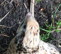 quail2.jpg